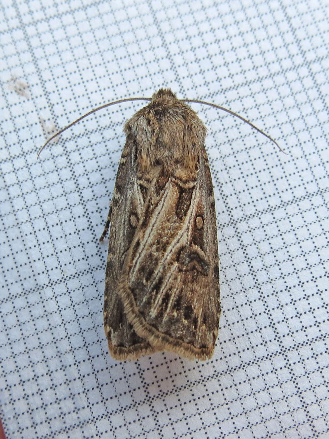 صورة Agrotis gladiaria Morris 1874