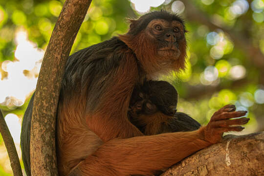 Image of Piliocolobus badius temminckii (Kuhl 1820)