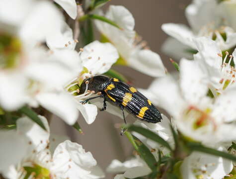 Castiarina rectifasciata (Saunders 1868) resmi