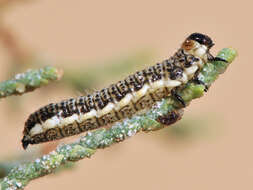 Image of Tamarisk leaf beetle