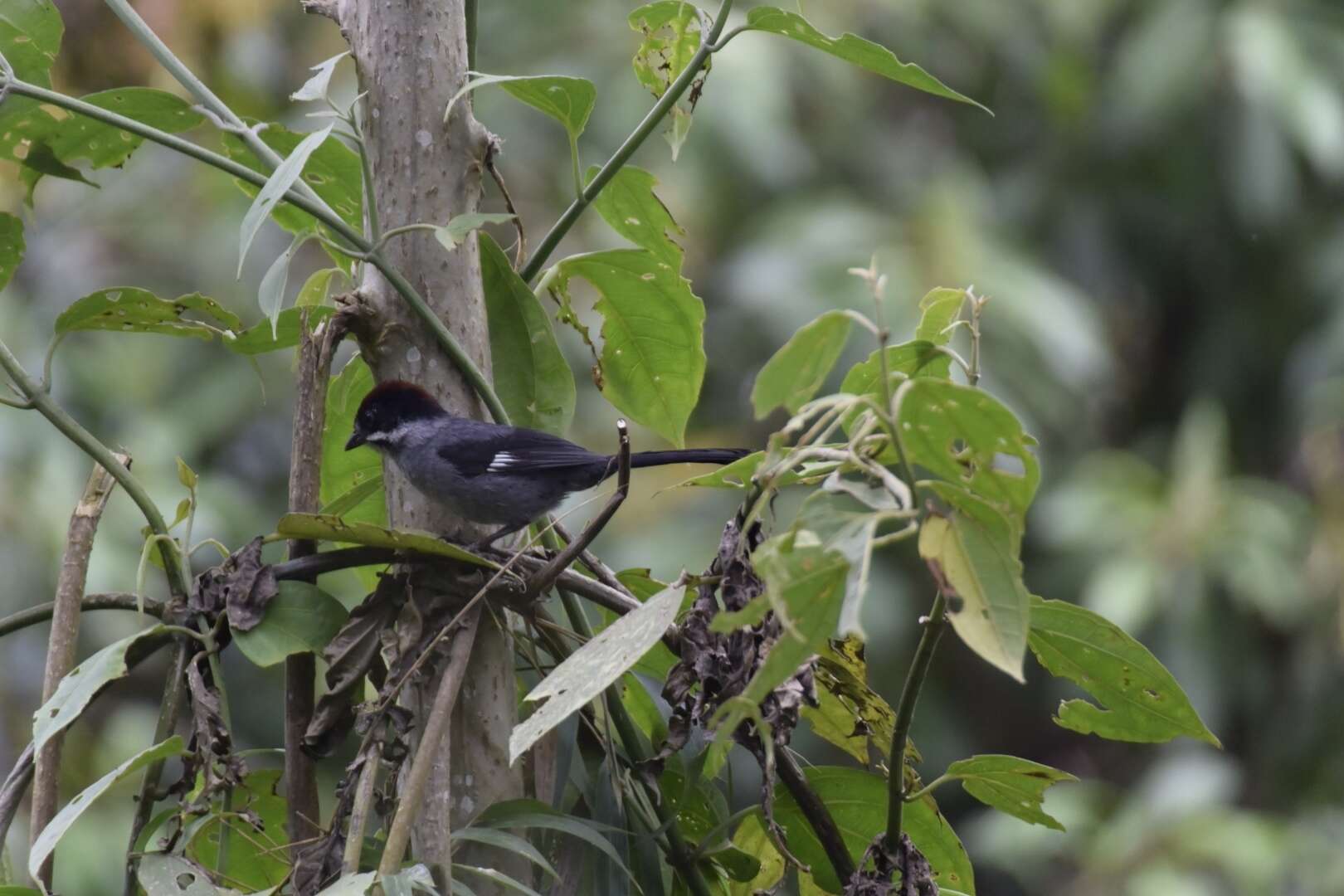 Atlapetes schistaceus (Boissonneau 1840) resmi