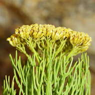 Image of Hymenolepis crithmifolia (L.) Greuter, M. V. Agab. & Wagenitz