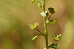 Image of Veronica acinifolia L.