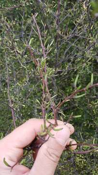 Image of Plagianthus divaricatus Forst.