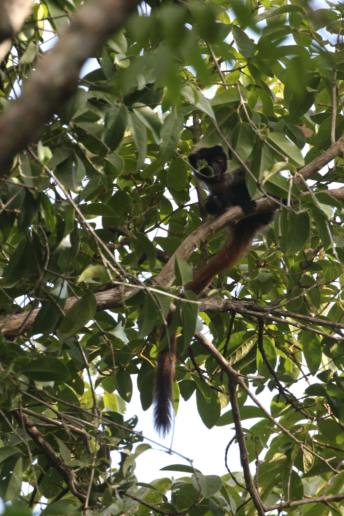 Sivun Callicebus coimbrai Kobayashi & Langguth 1999 kuva