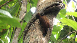 Image of Waved Woodpecker