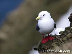 Image of Red-legged Kittiwake