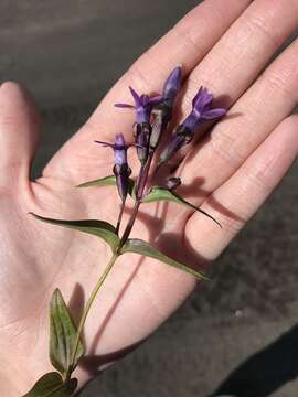 صورة Gentianella auriculata (Pall.) J. M. Gillett