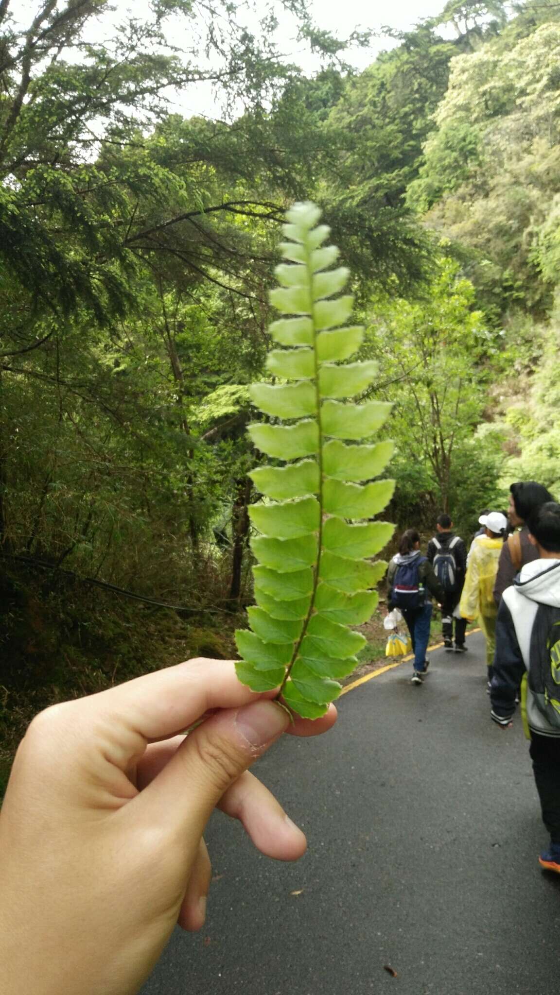 Plancia ëd Polystichum nepalense (Spreng.) C. Chr.