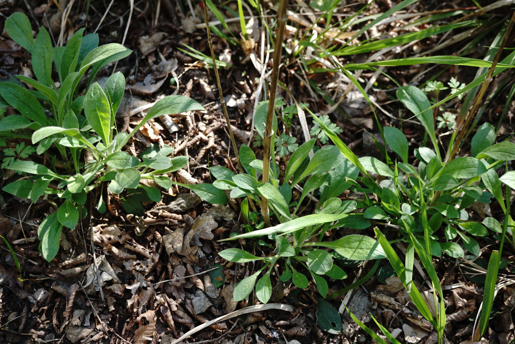 Image of Silene viridiflora L.