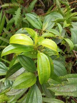 Image of Miconia borinquensis