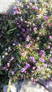 Image of spiny milkvetch