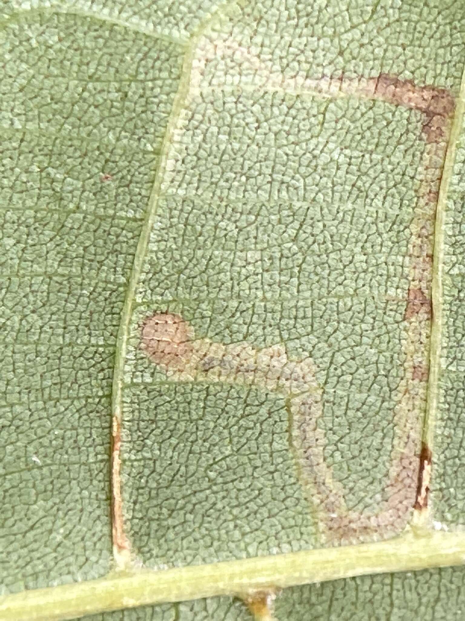 Image of Stigmella caryaefoliella (Clemens 1861) van Nieukerken et al. 2016