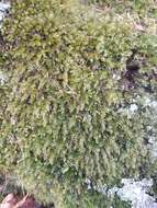 Image of horn calcareous moss