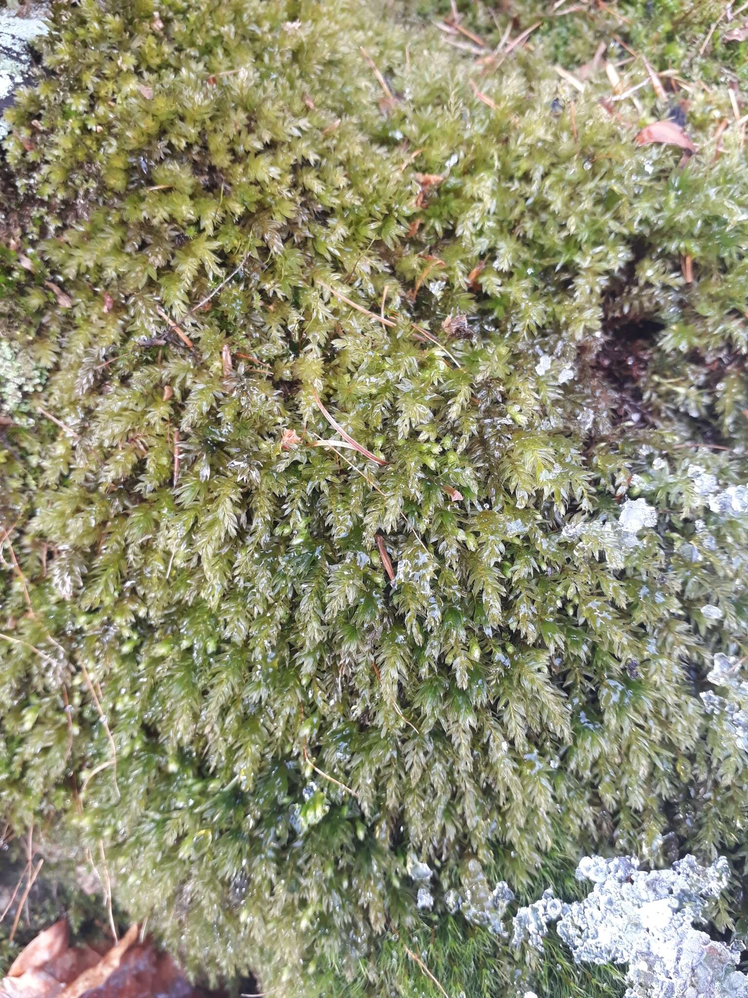 Image of horn calcareous moss