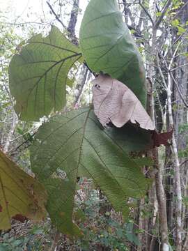 Coccoloba pubescens L. resmi