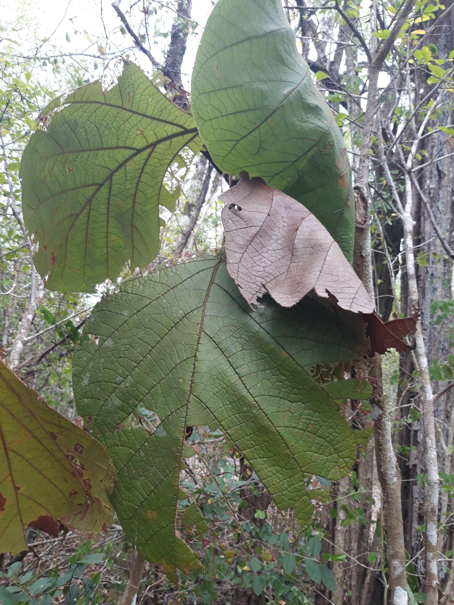 Coccoloba pubescens L. resmi