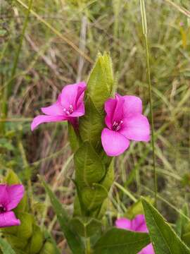 Image of Barleria ovata E. Mey. ex Nees