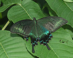 Image of Alpine Black Swallowtail