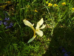 Image of Fernald's iris