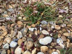 Image of Limonium hyblaeum Brullo