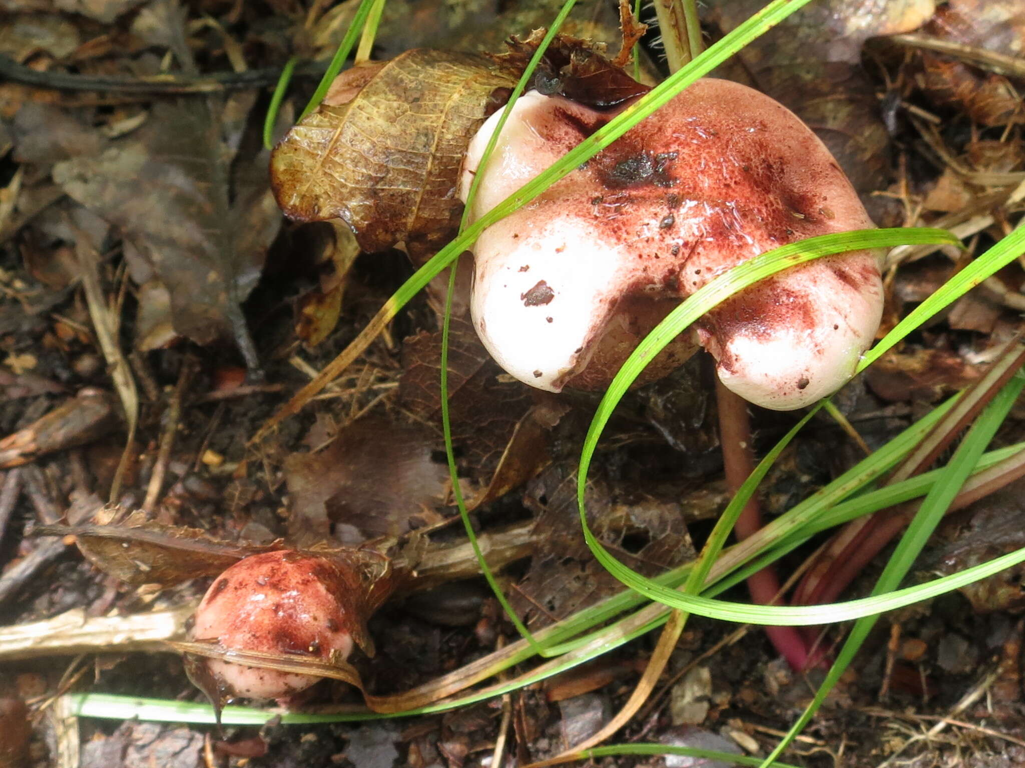 Image of Hygrophorus russula (Schaeff. ex Fr.) Kauffman 1918