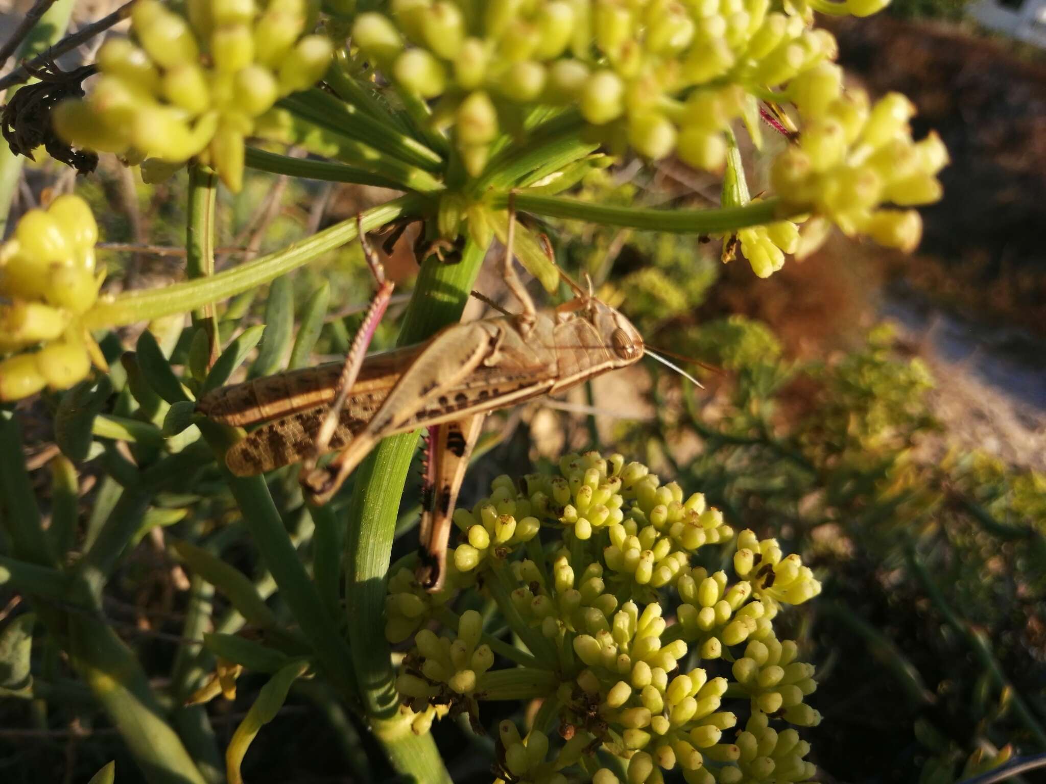 Heteracris littoralis (Rambur 1838)的圖片