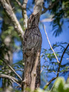 Image of Long-tailed Potoo