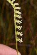 Image of Florida Ladies'-Tresses