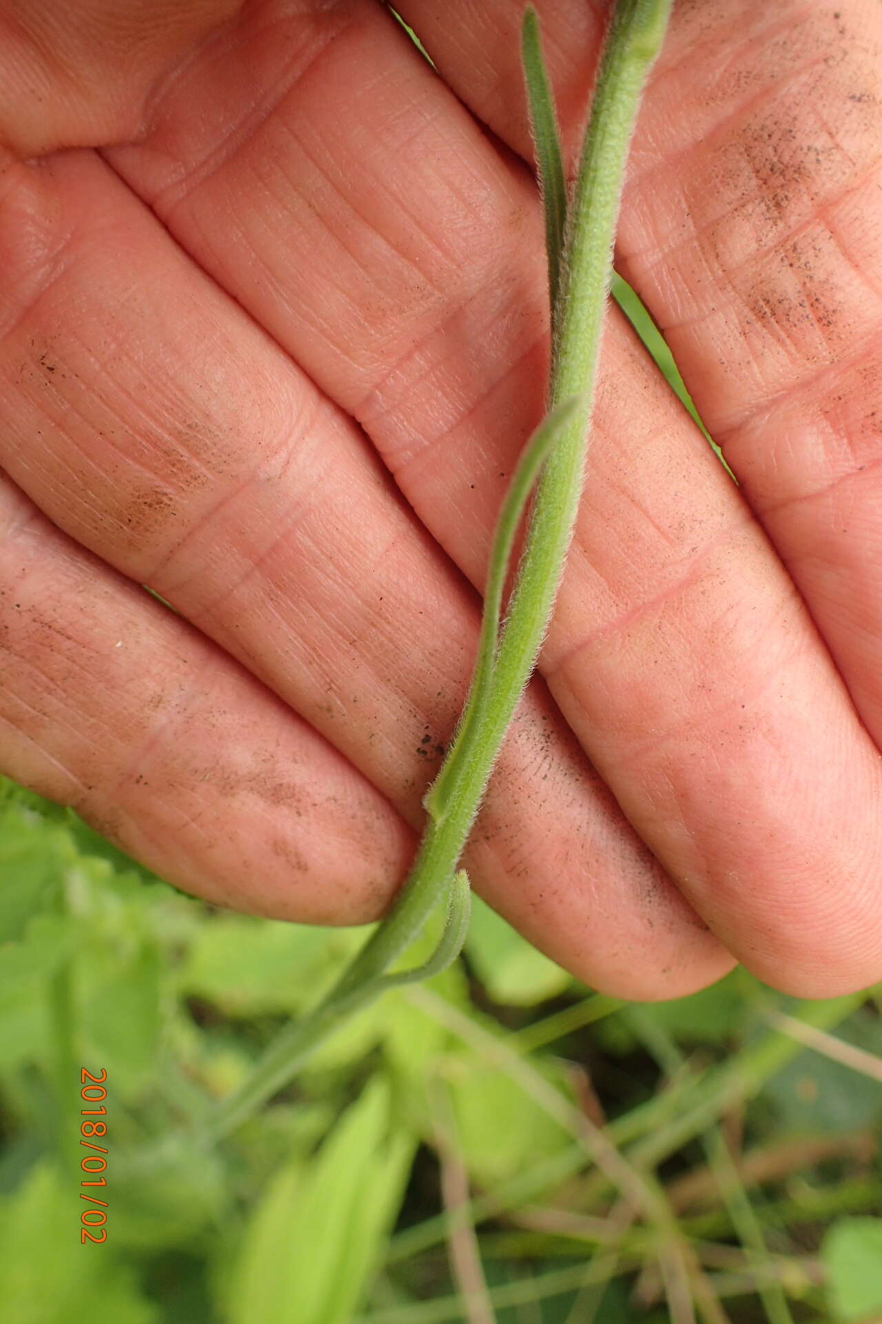 Слика од Erigeron primulifolius (Lam.) Greuter