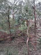 Image of Eucalyptus conspicua L. A. S. Johnson & K. D. Hill