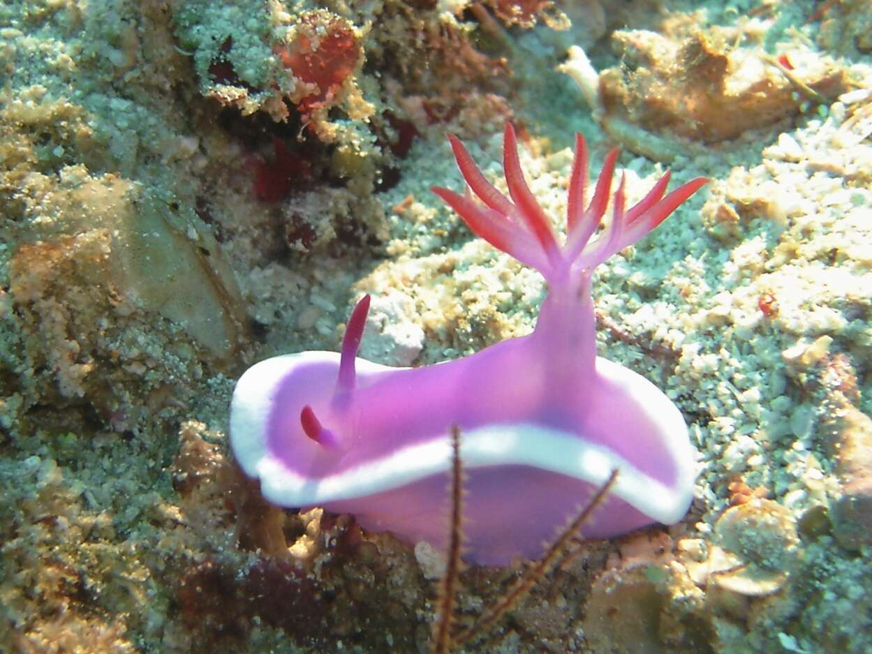 Plancia ëd Hypselodoris violacea Gosliner & R. F. Johnson 2018