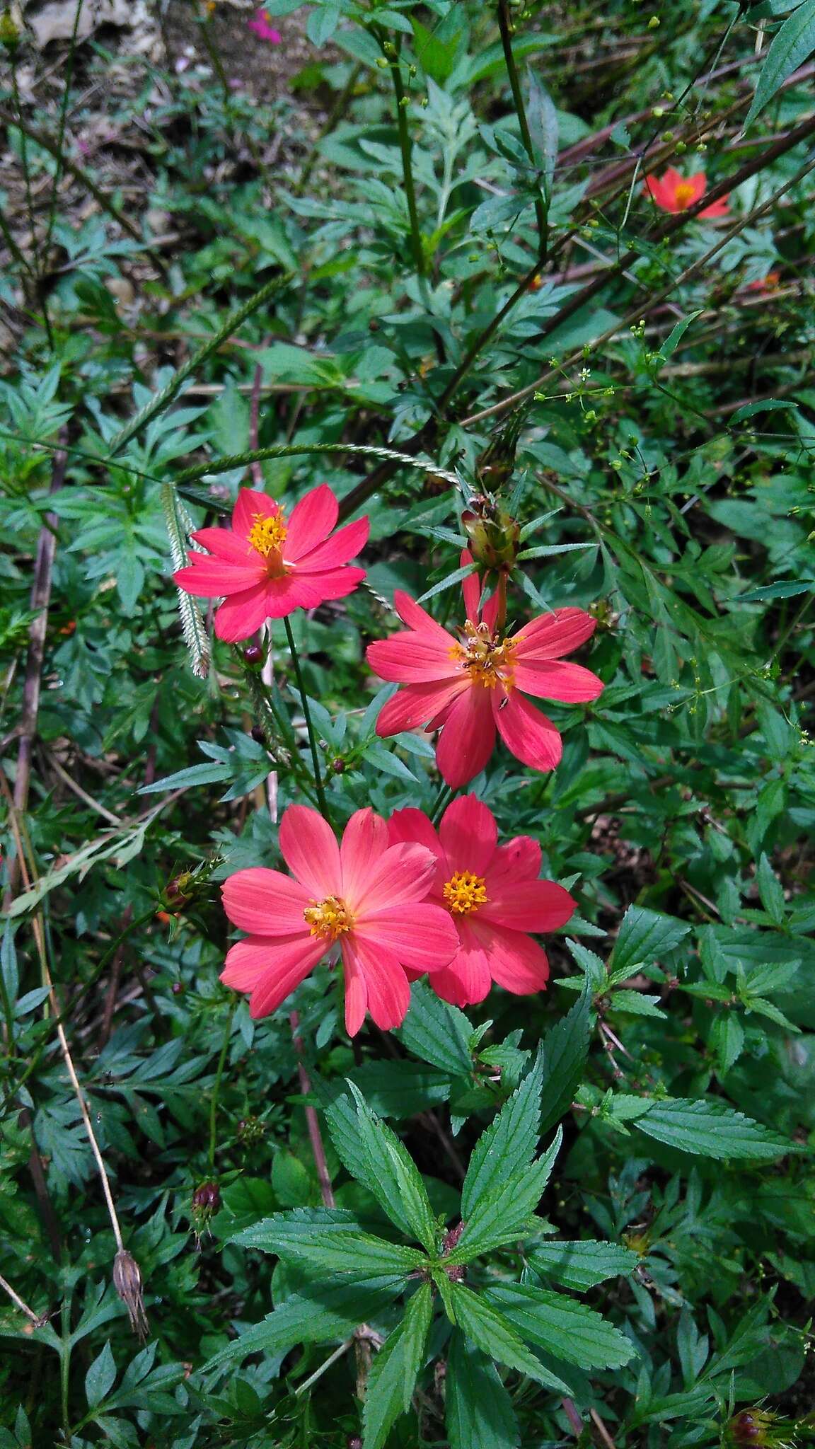 Image of wild cosmos