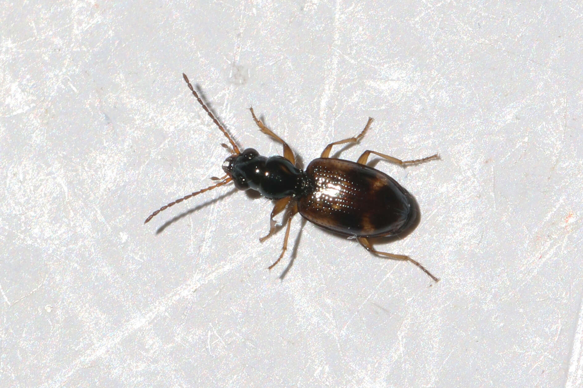 Image of Bembidion (Trepanes) articulatum (Panzer 1796)