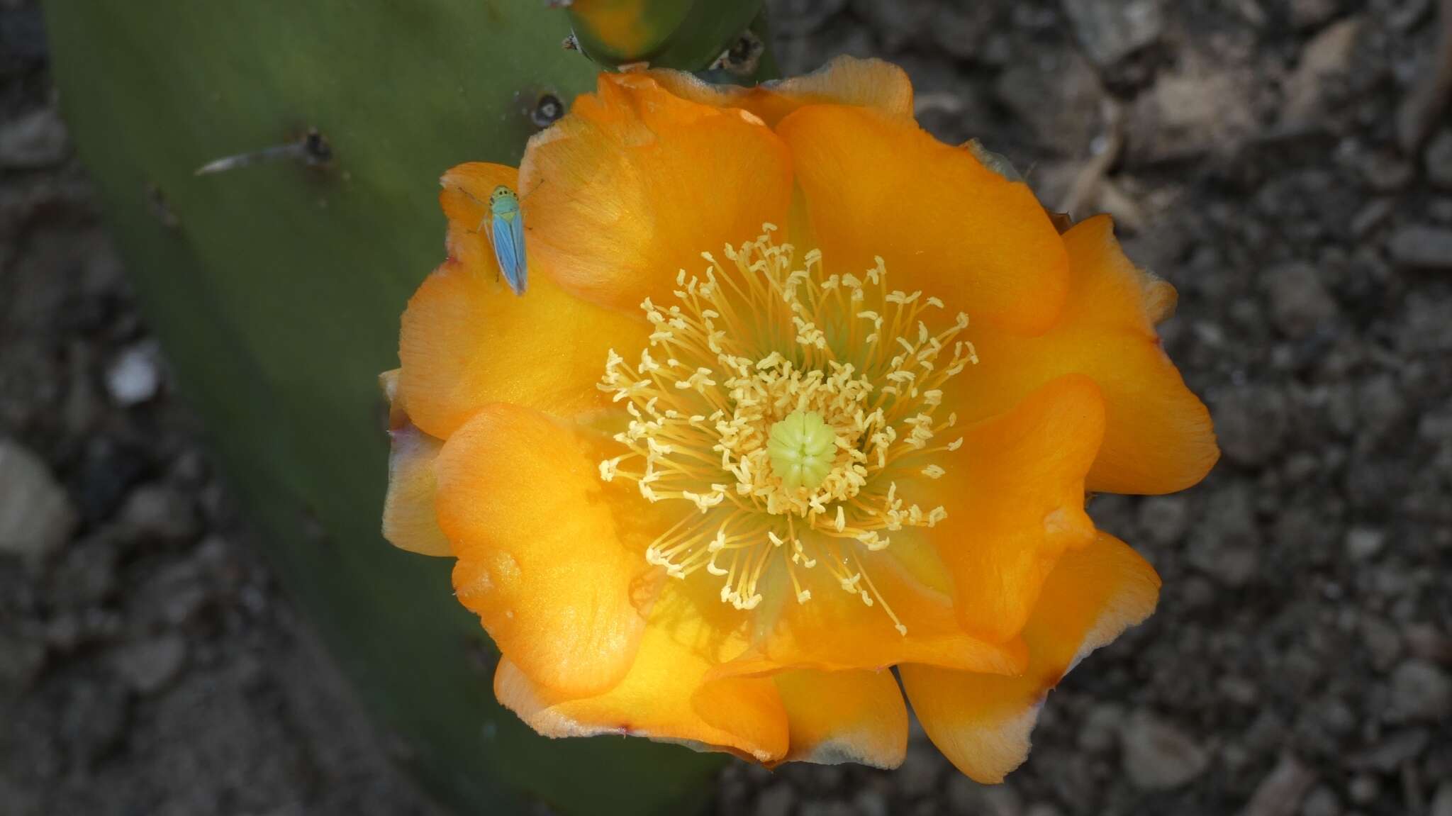 Image of <i>Opuntia bonaerensis</i>