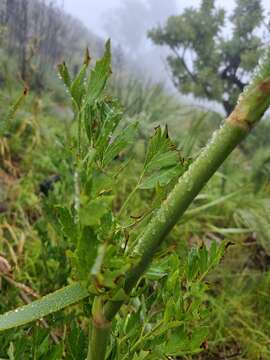 Image de Notobubon galbaniopse (H. Wolff) Magee