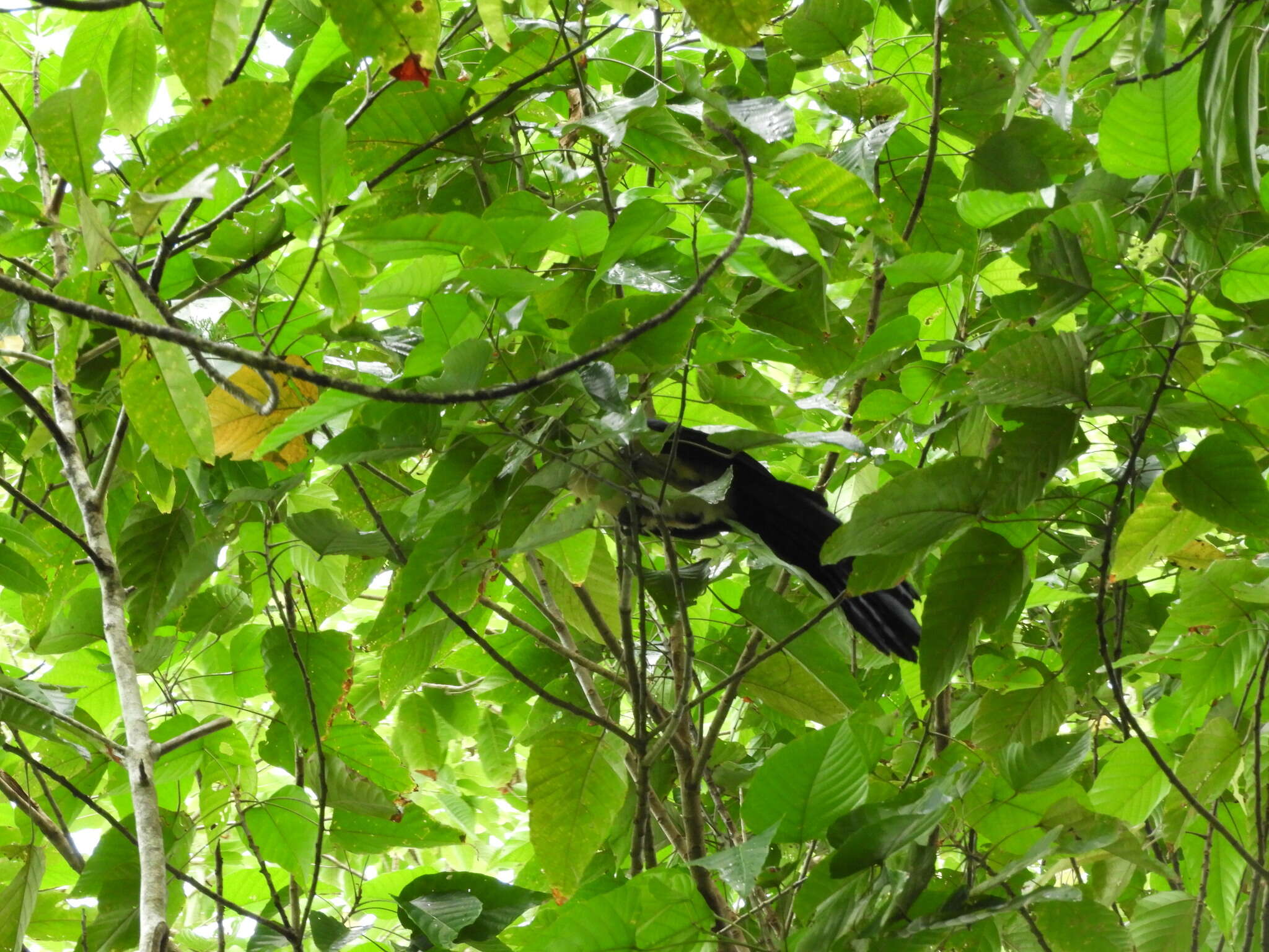 Image of Buff-headed Coucal