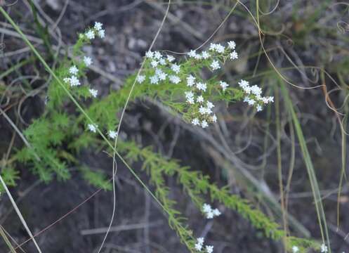 Image of Selago monticola J. M. Wood & Evans