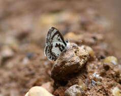 Image of White-banded Babul Blue