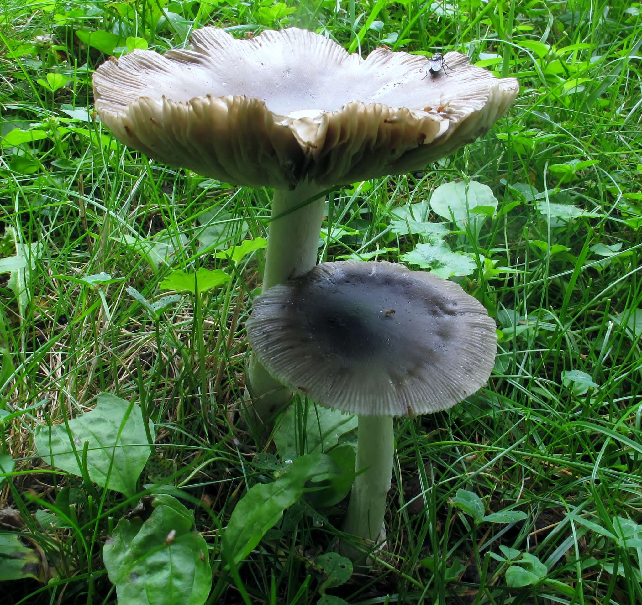 Image of Amanita vaginata (Bull.) Lam. 1783