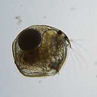 Image of Water flea