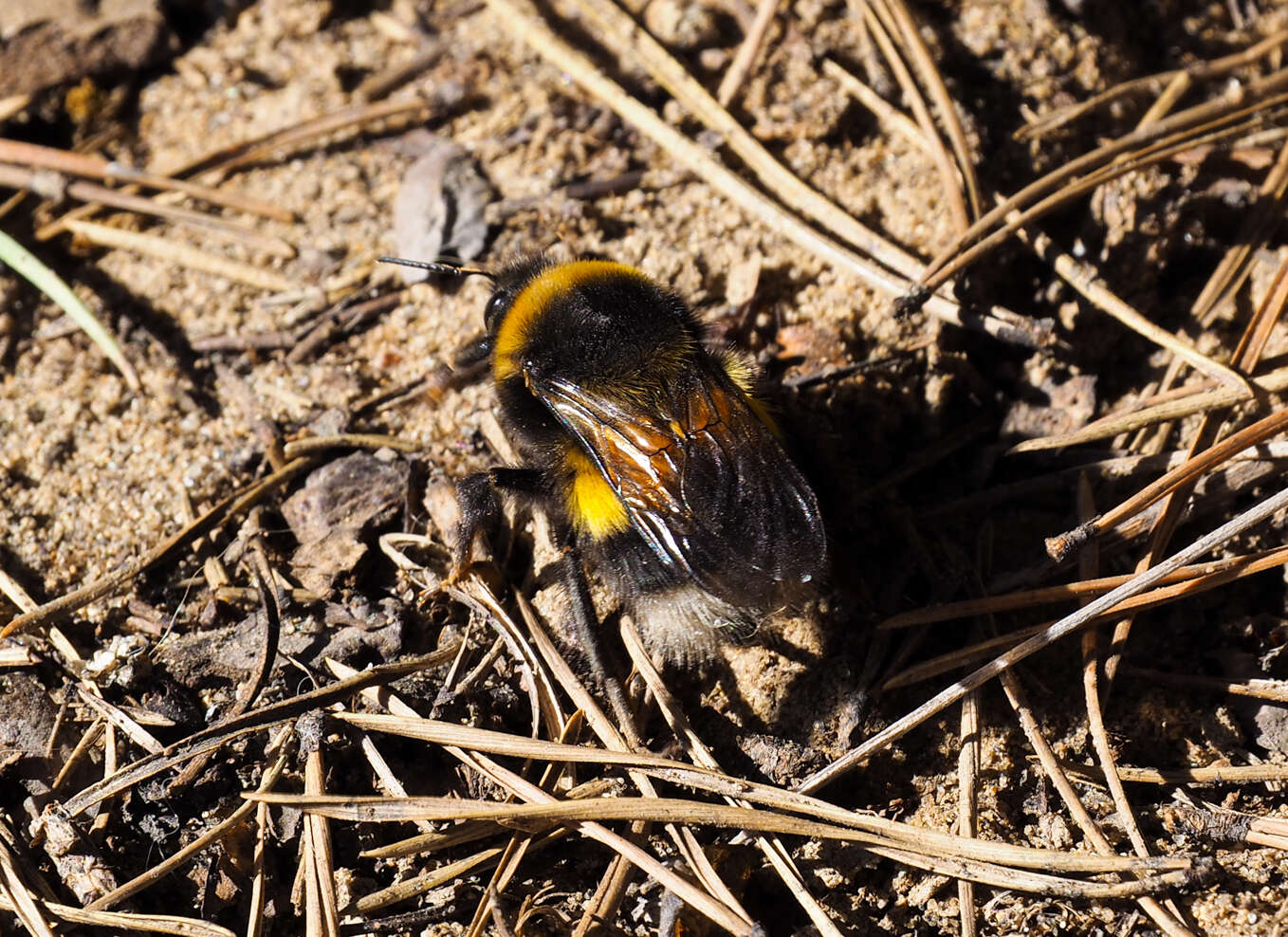 Image of Bombus sporadicus Nylander 1848