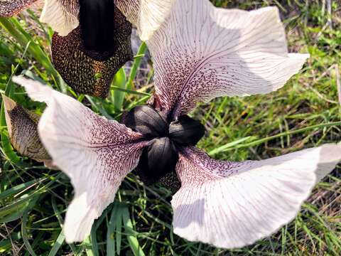 Image of Iris iberica Steven