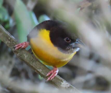 Image of Ploceus bicolor stictifrons (Fischer, GA & Reichenow 1885)