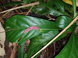 Image of Anthurium consobrinum Schott