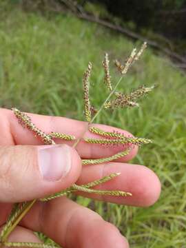 Paspalum malacophyllum Trin. resmi