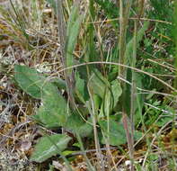 Image of fuscate groundsel