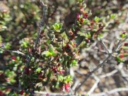 Image of Nenax namaquensis Puff