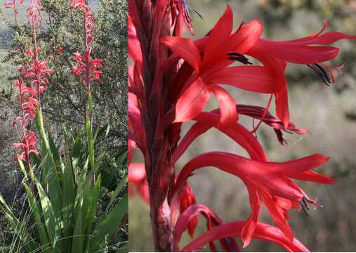 Imagem de Watsonia vanderspuyae L. Bolus