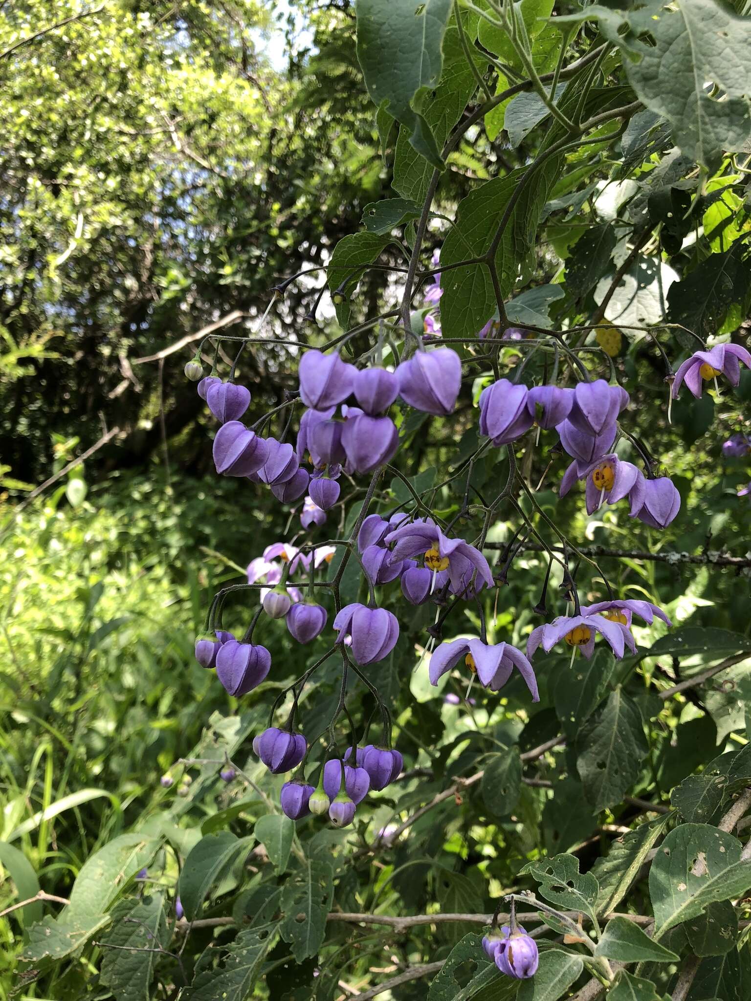 Image de Solanum dulcamaroides Dun.